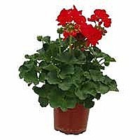 MUŠKÁT VZPŘÍMENÝ (PELARGONIUM ZONALE)