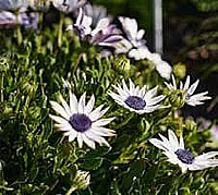 PAPRSKOVKA (OSTEOSPERMUM)