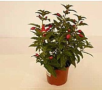 FUCHSIE BELLA (FUCHSIA)
