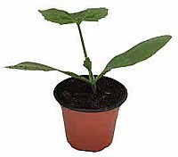 OKURKA NAKLÁDAČKA (CUCUMIS SATIVUS)