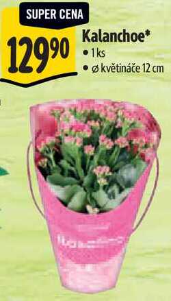 Kalanchoe