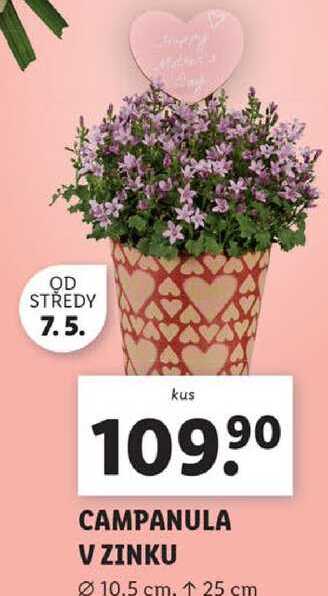 CAMPANULA V ZINKU