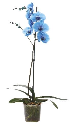 Phalaenopsis barvený, 1 KS