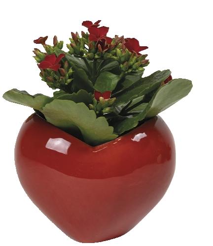 Kalanchoe v keramickém srdíčku