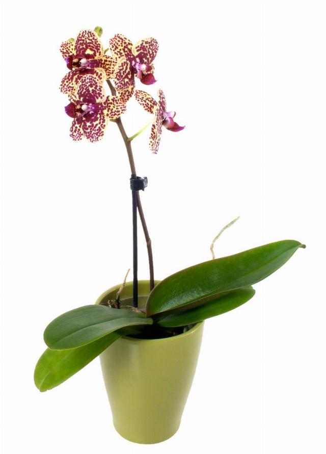 Orchidea mix v keramickém květináči 1 výhon