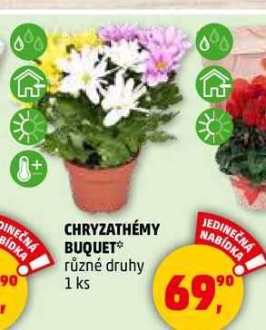CHRYZATHÉMY BUQUET různé druhy, 1 ks  