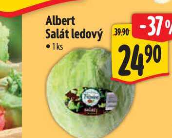 Albert Salát ledový  1 ks