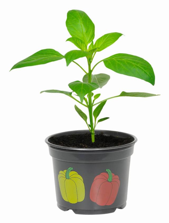 Paprika sadba
