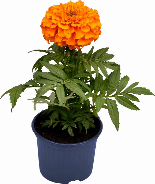 Aksamitník Tagetes erecta