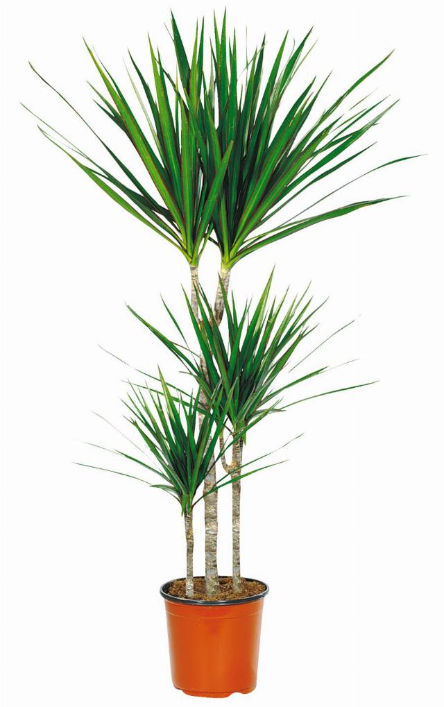 Dracena marginata 3 kmeny