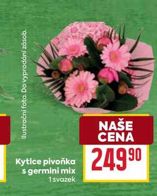 Kytice pivoňka s germini mix 1 svazek 