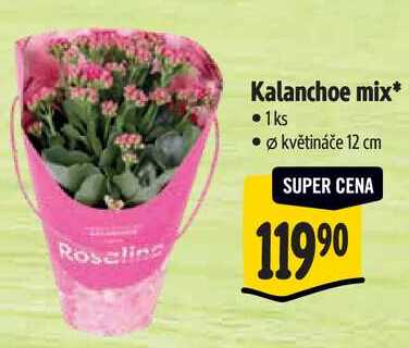 Kalanchoe mix