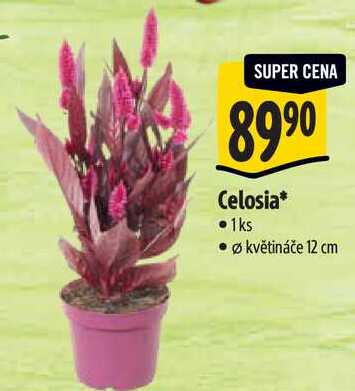 Celosia