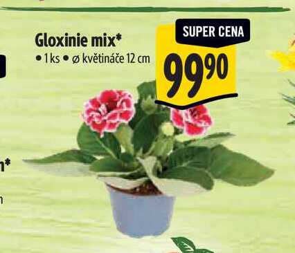 Gloxinie mix, pr. květináče 12 cm  