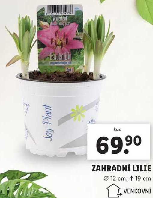 ZAHRADNÍ LILIE 