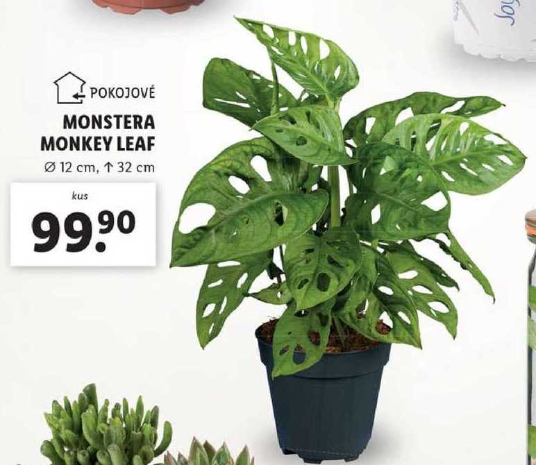 MONSTERA MONKEY LEAF 