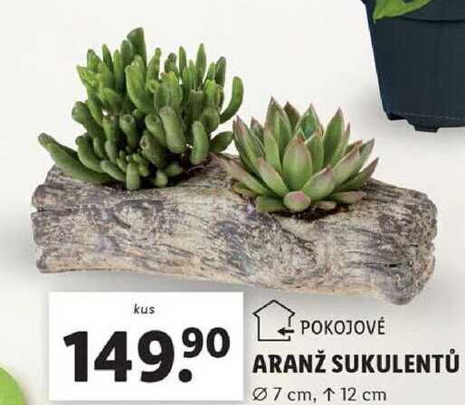 ARANŽ SUKULENTŮ 