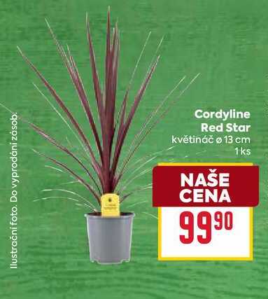 Cordyline Red Star květináč Ø 13 cm 1ks