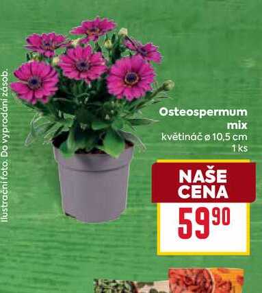 Osteospermum mix květináč 10,5 cm 1ks