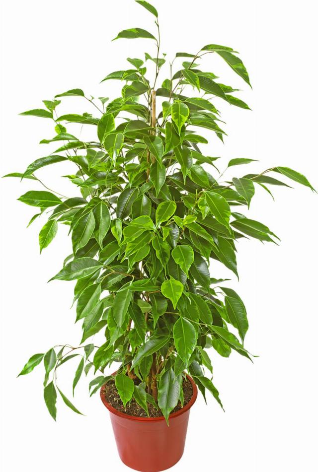 Fikus benjamina