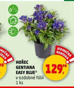 HOŘEC GENTIANA EASY BLUE v ozdobné fólii, 1 ks