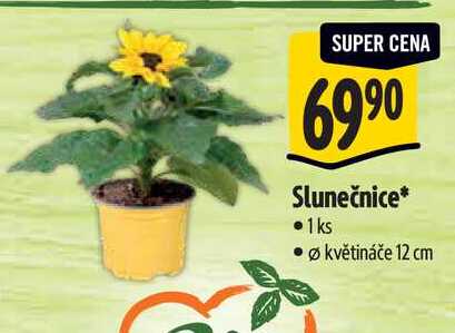   Slunečnice, pr. květináče 12 cm 