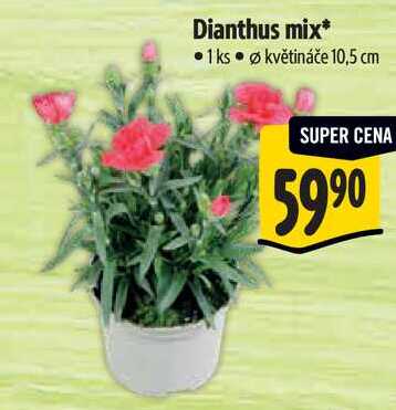 Dianthus mix