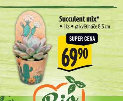 Succulent mix, pr. květináče 8,5 cm 