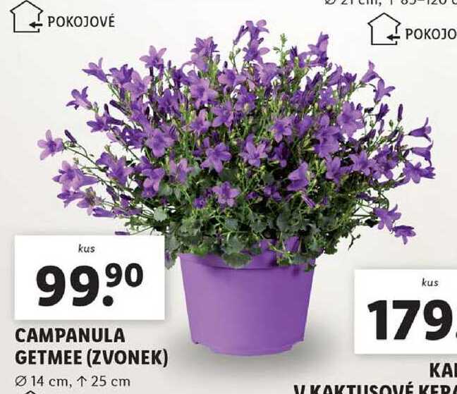 CAMPANULA GETMEE (ZVONEK)