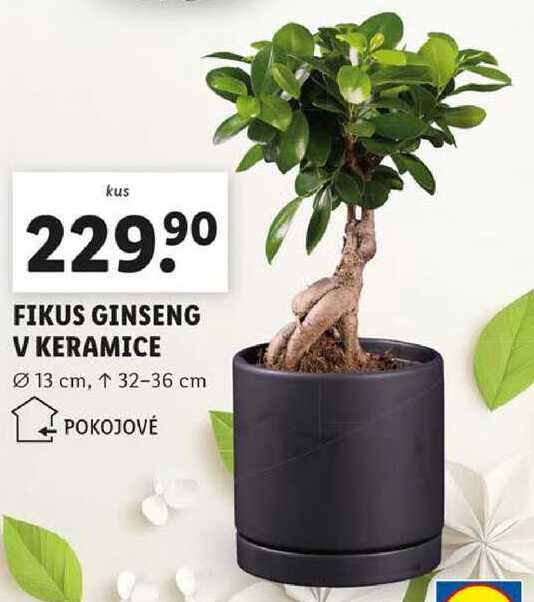 FIKUS GINSENG V KERAMICE 