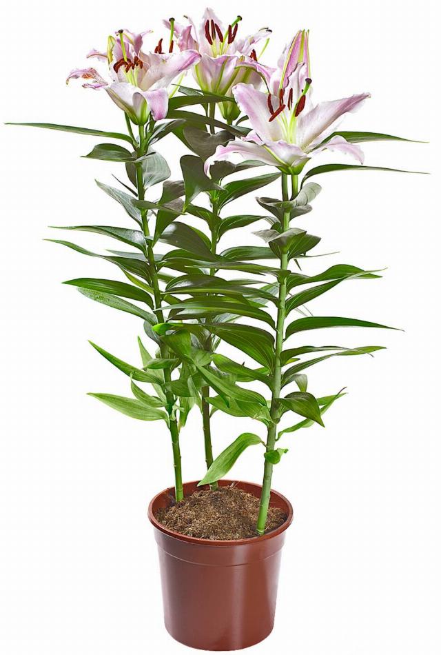 Lilie Orientalis