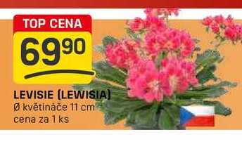 LEVISIE (LEWISIA) Ø květináče 11 cm cena za 1 ks 