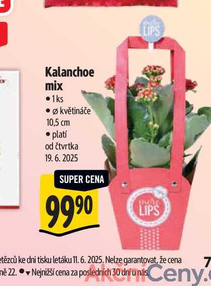 Kalanchoe mix, pr. květináče 10,5 cm 