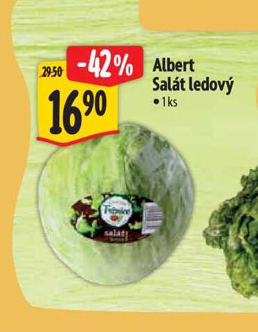   Albert Salát ledový  1 ks