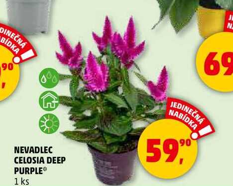 NEVADLEC CELOSIA DEEP PURPLE, 1 ks90 