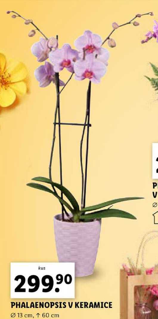 PHALAENOPSIS V KERAMICE 