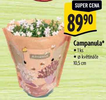 Campanula
