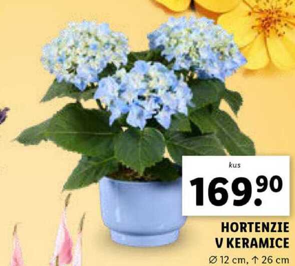HORTENZIE V KERAMICE 