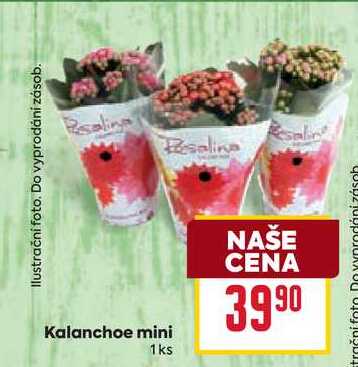 Kalanchoe mini 1ks 