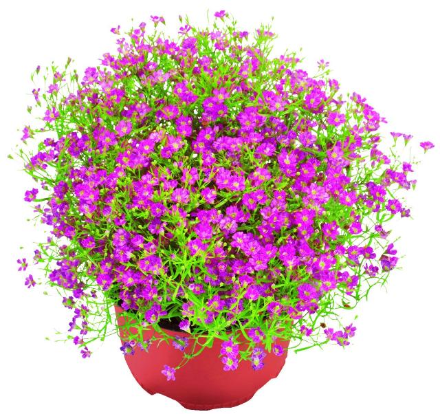 Nevěstin závoj Gypsophilla