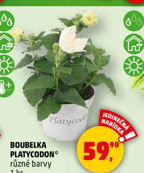 BOUBELKA PLATYCODON různé barvy, 1 ks