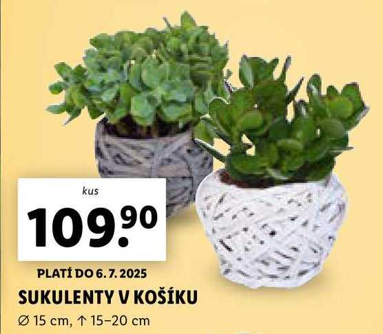 SUKULENTY V KOŠÍKU