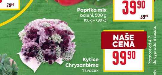 Kytice Chryzantéma 1 svazek 