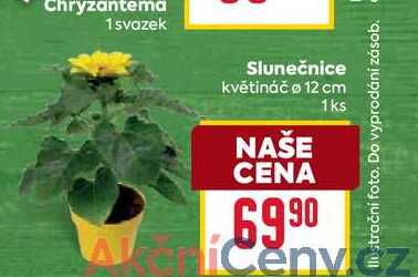 Slunečnice květináč o 12 cm 