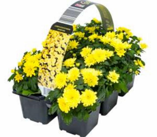 Chryzantéma Gardenmum 6 pack