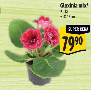 Gloxinia mix