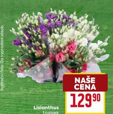 Lisianthus 1 svazek