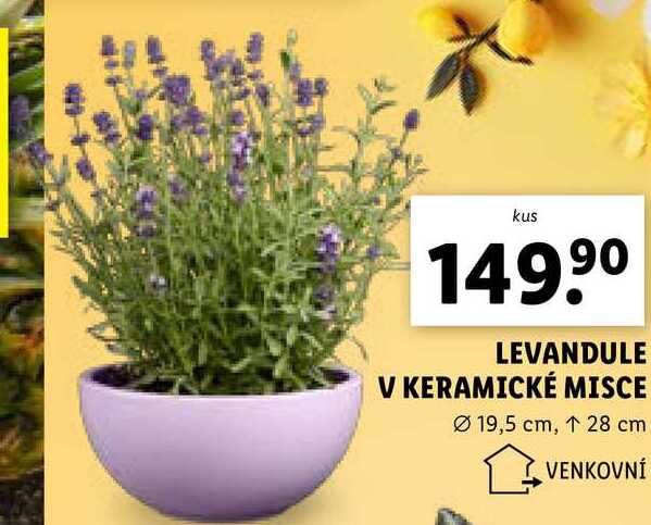 LEVANDULE V KERAMICKÉ MISCE 