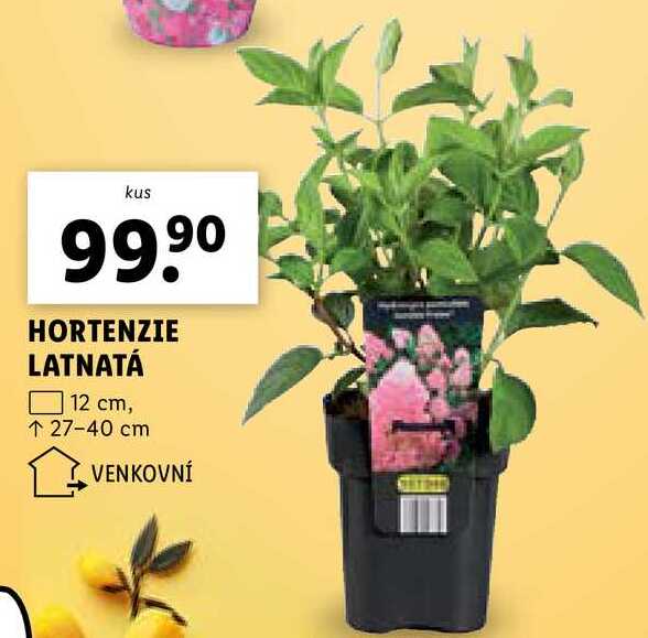 HORTENZIE LATNATÁ 