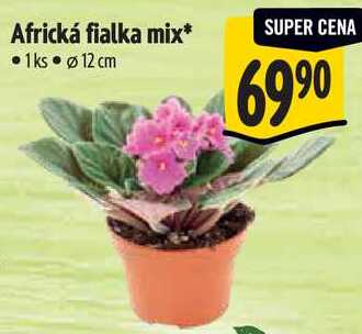 Africká fialka mix
